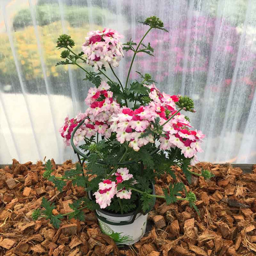 Verveine Hybrida Lanai Twister Red