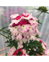 Verveine Hybrida Lanai Twister Red