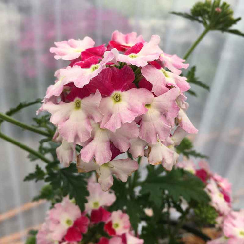 Verveine Hybrida Lanai Twister Red