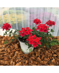 Verveine Sun Lady Red