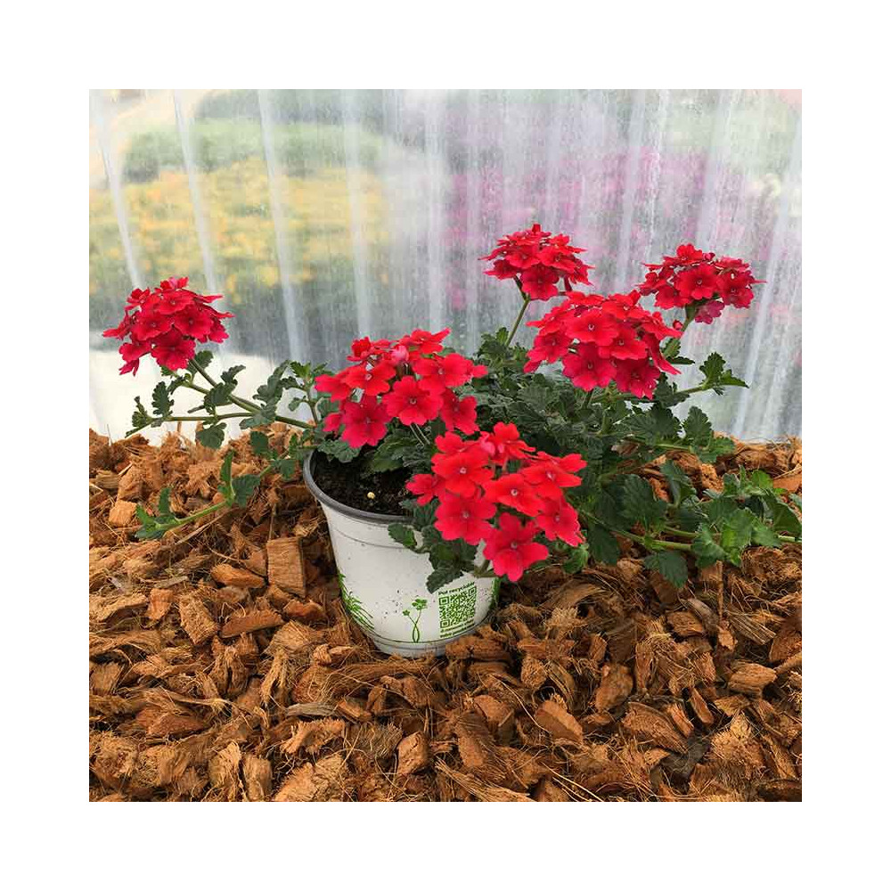 Verveine Sun Lady Red