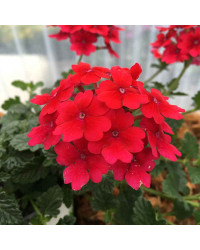 Verveine Sun Lady Red