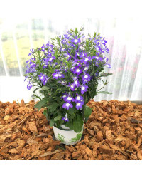 Lobelia Hot Bavaria