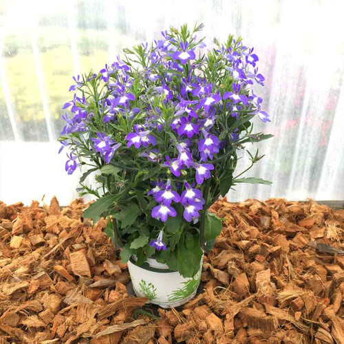 Lobelia Hot Bavaria