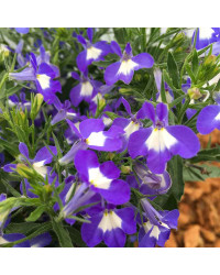 Lobelia Hot Bavaria