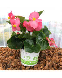 Begonia Big Red Green Leaf