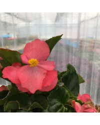 Begonia Big Red Green Leaf
