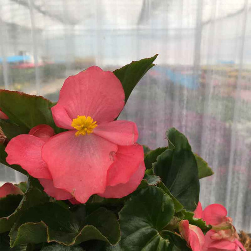 Begonia Big Red Green Leaf