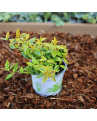 Abelia Kaleidoscope