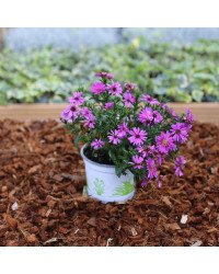 Aster Astral Calypso