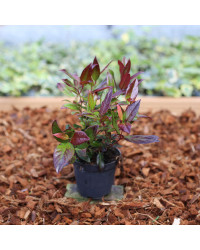 Leucothoe Rainbow