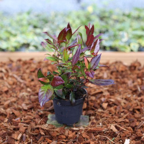 Leucothoe Rainbow en pot de 11cm