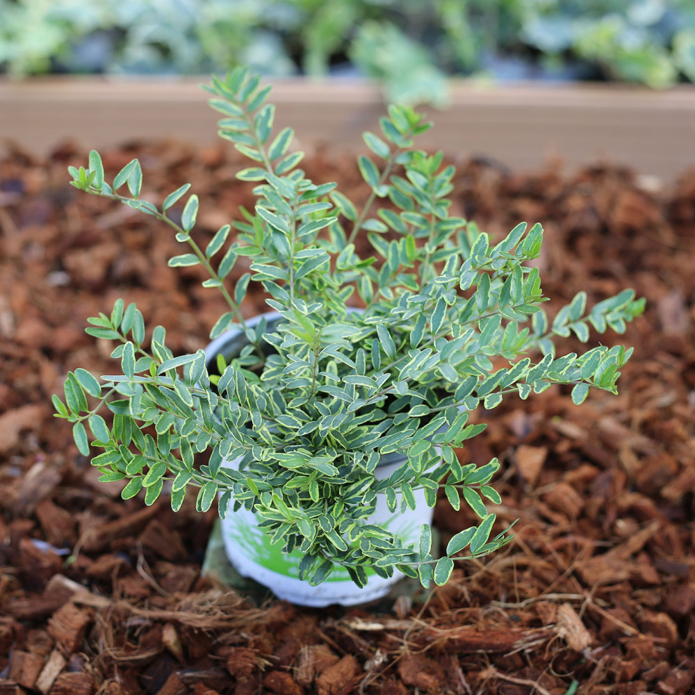 Acheter Lonicera Lemon Queen vivace pas cher sur Coclicoh