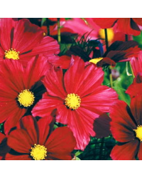 Cosmos Cantale Carmine