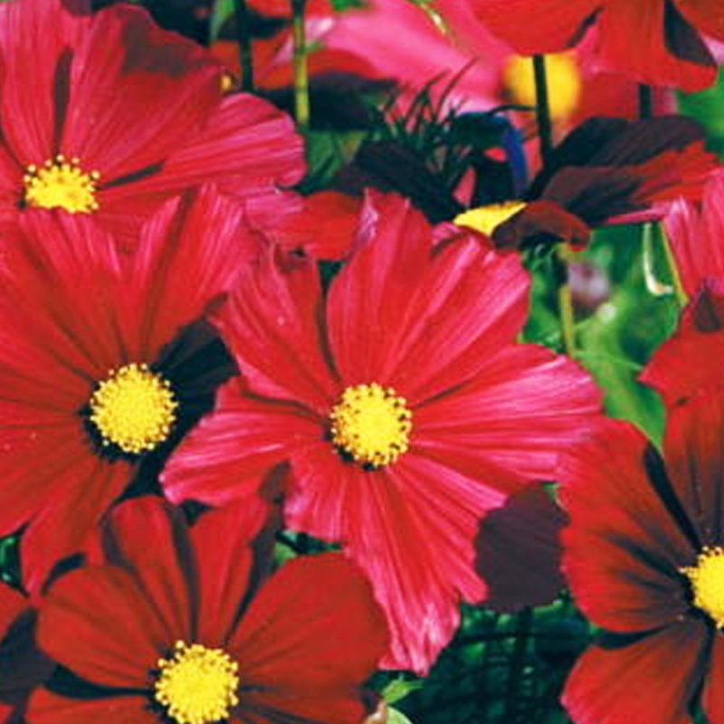Cosmos Cantale Carmine fleurs couleur Rouge