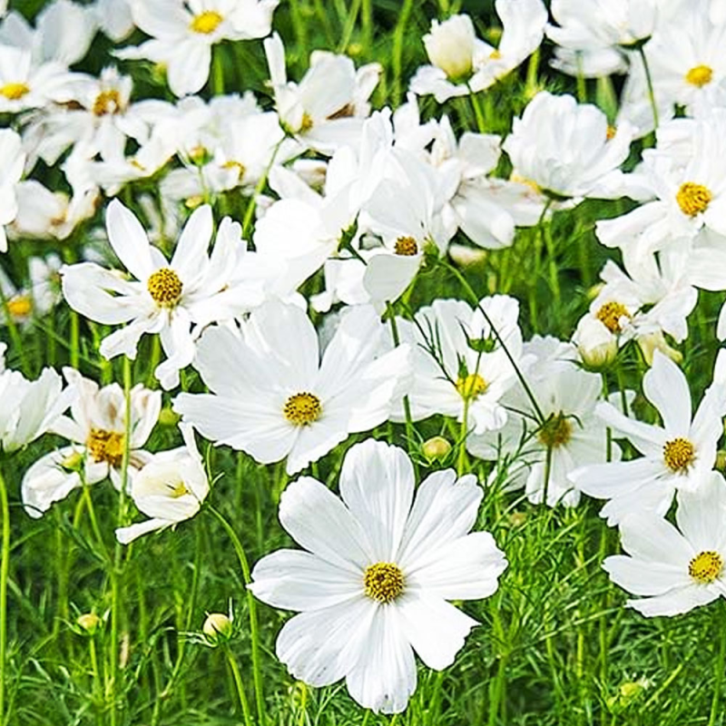 Cosmos Cantale White fleurs couleur blanche