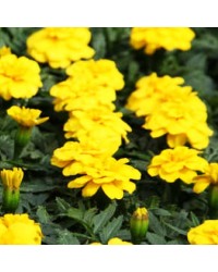 oeillet d'inde Durango Jaune