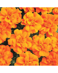 oeillet d'inde Durango Orange