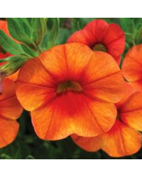 Calibrachoa Callie Orange
