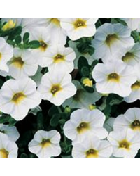 Calibrachoa Callie White