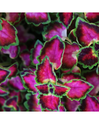 Coleus Great Falls Angel