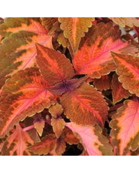 Coleus Sunset Boulevard