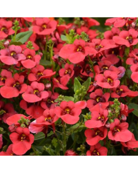 Diascia Breeze Plus Red