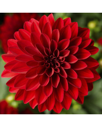 Dahlia Grandalia Red