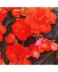 Begonia I'conia Miss Malibu