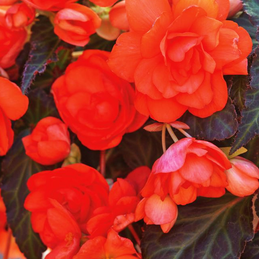 Begonia I'conia Miss Malibu