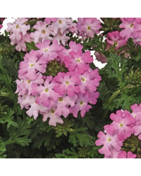 Verveine Vepita Frosted Pink