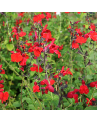 Sauge Jamensis Royal Bumble