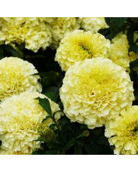 Rose d'Inde Vanilla Cream