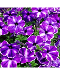 Petunia Designer Inksplash GF