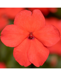 Impatiens walleriana Imara Orange