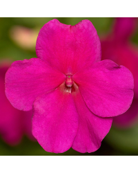 Impatiens walleriana Imara Violet