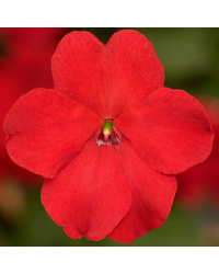 Impatiens walleriana Imara Red
