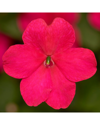 Impatiens walleriana Imara Rose Imp