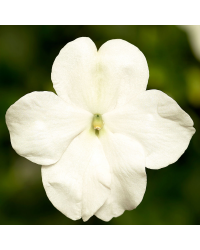 Impatiens walleriana Imara White