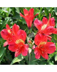 Alstroemère Lys des Incas Summer Red