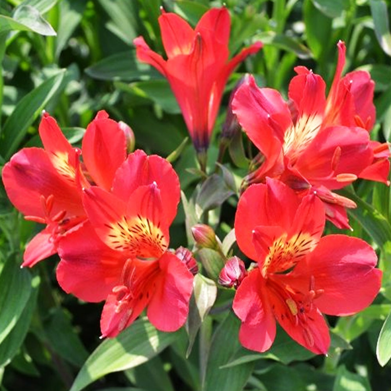 Lys des Incas Summer Red fleurs couleur Rouge Inticancha Valentino