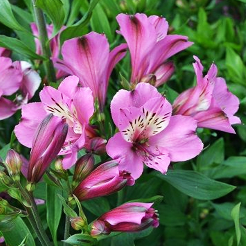 Lys des Incas Summer Saint fleurs couleur Rose