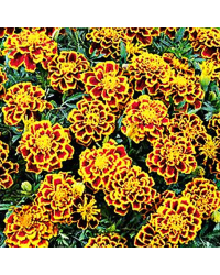 oeillet d'inde Durango Bee Rouge à bord jaune