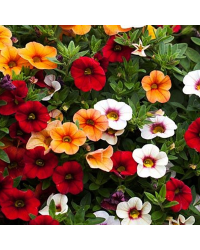 Petunia Confetti Garden Hawaiian Fruit Bowl
