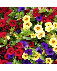 Petunia Confetti Garden Hawaiian Hilo