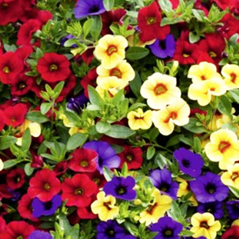 TZR sans poste depuis 1 an - Page 3 Petunia-confetti-garden-hawaiian-hilo