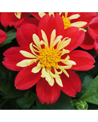 Dahlia Surprise Cingy