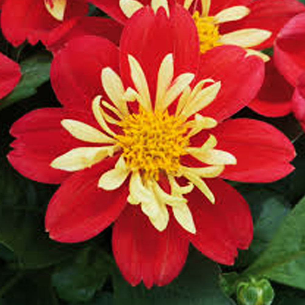 Dahlia Surprise Cingy