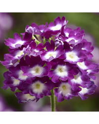 Verveine Retombante Lanai Cyclops Purple