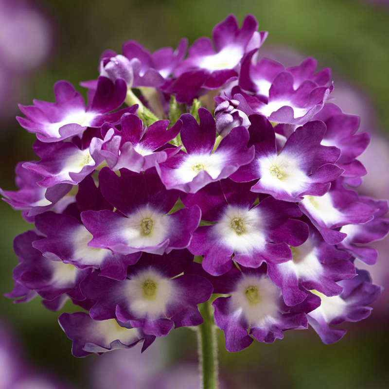 Verveine Lanai Cyclops Purple fleurs couleur violette